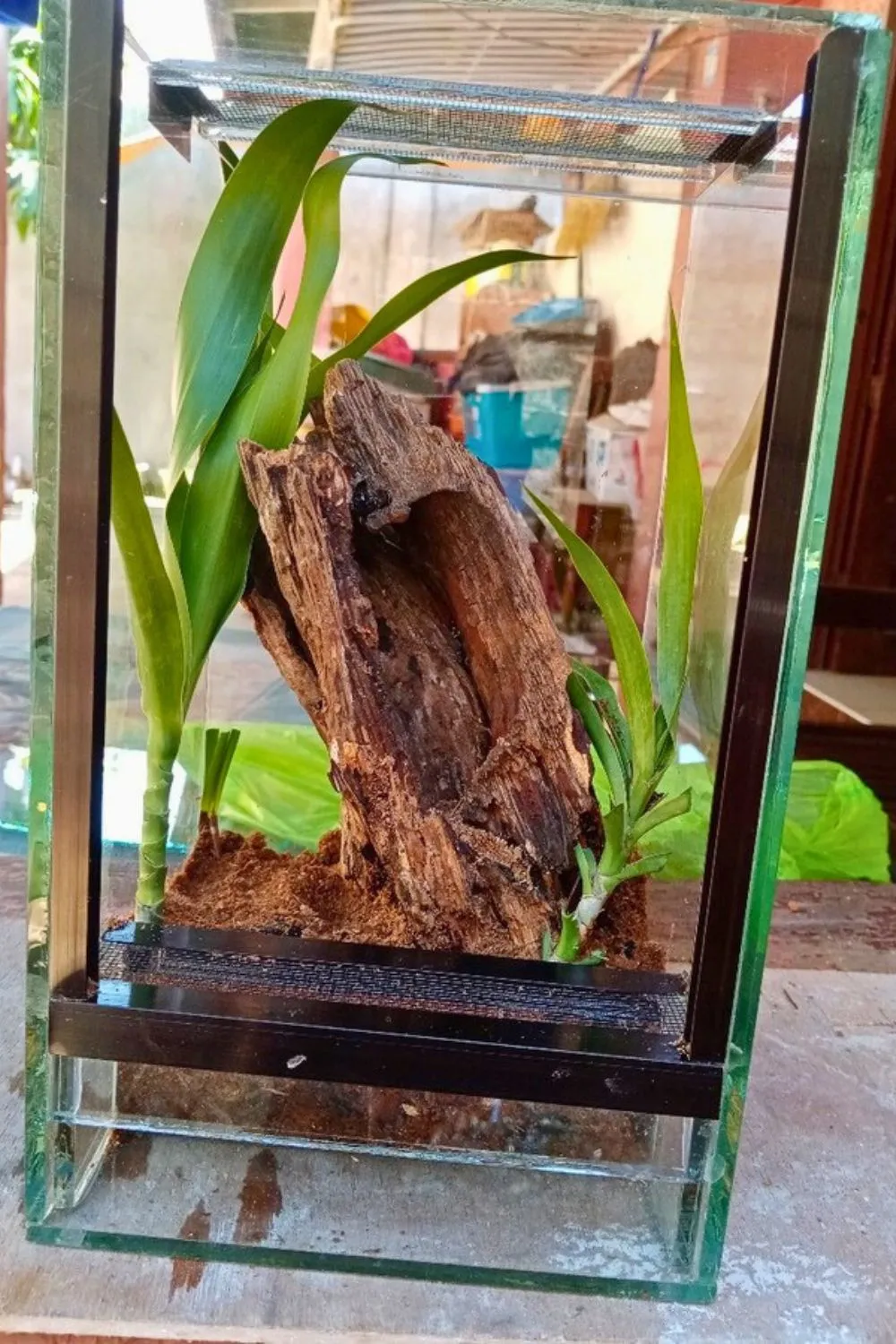 18747 Irminia tarantula enclosure thermometer