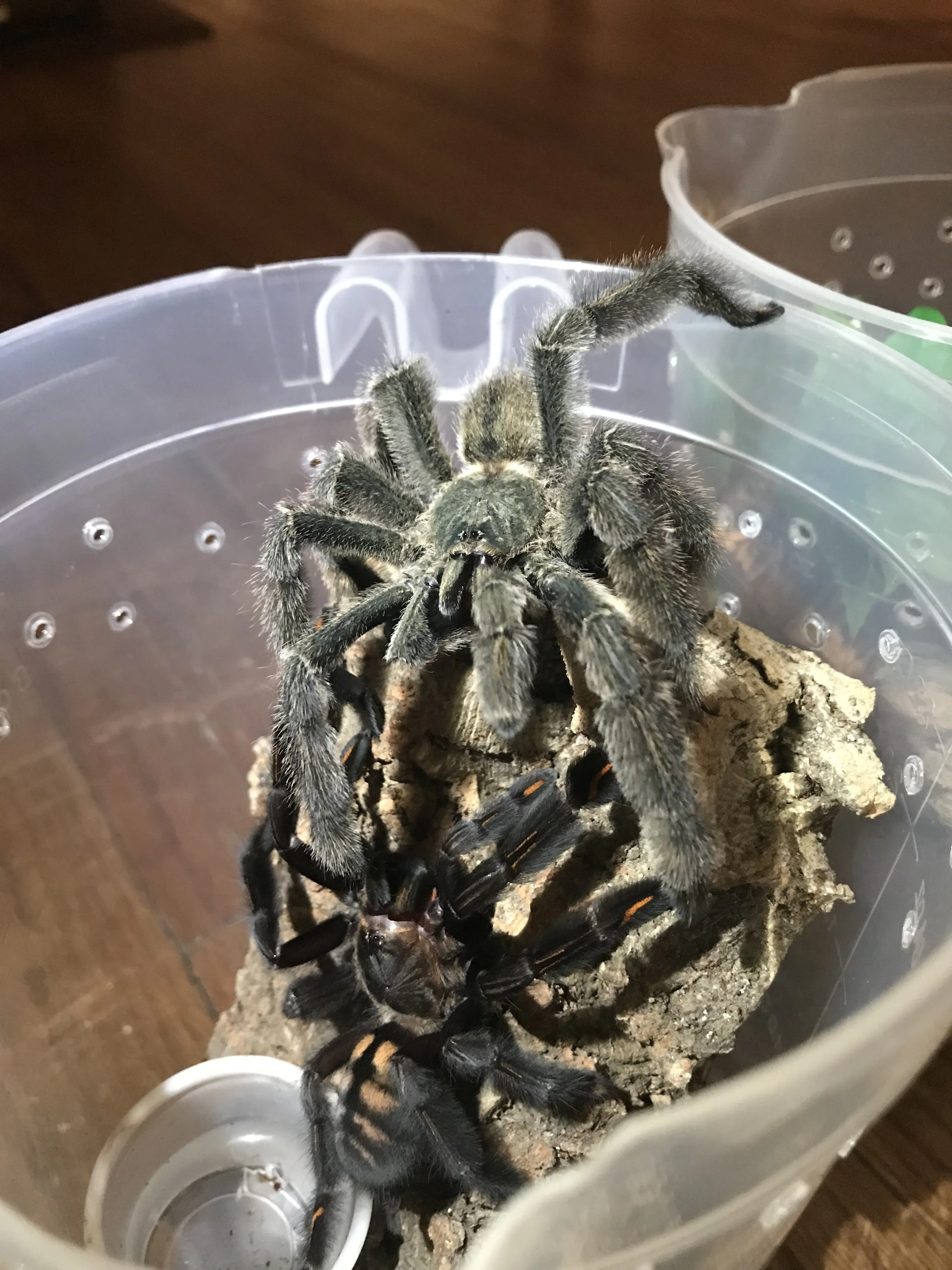 18747 Irminia tarantula enclosure water dish