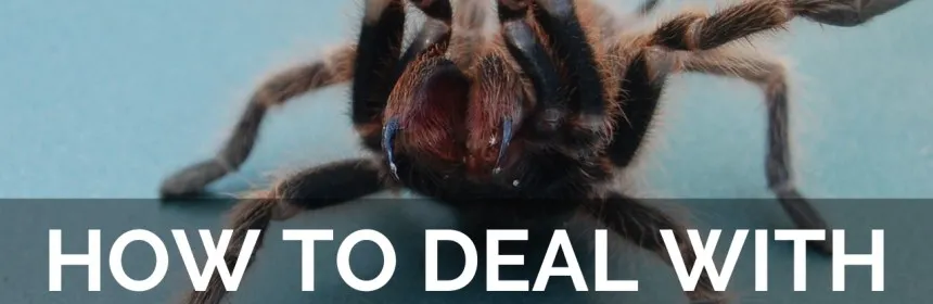 /img/18753-tarantula-handling.webp