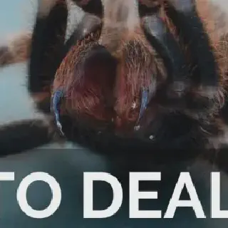/img/18753-tarantula-handling.webp