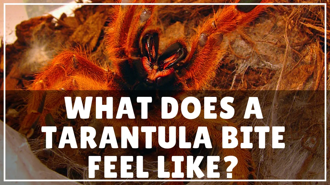 18753 tarantula pain levels
