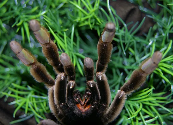 18753 tarantula physical symptoms