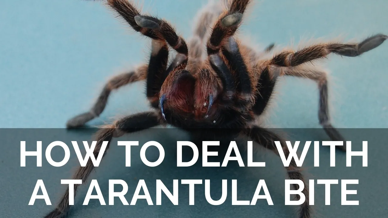 18753 tarantula psychological impact