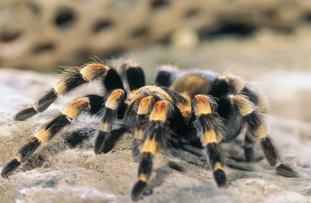 18754 tarantula myths