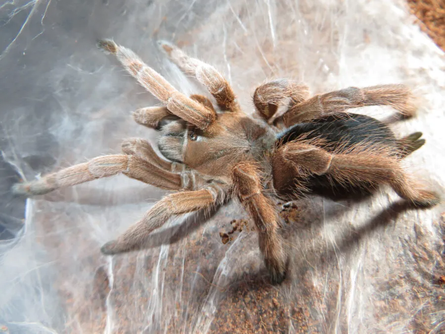 /img/18755-australian-tarantula-conservation.webp
