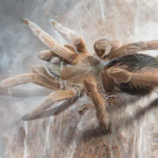 /img/18755-australian-tarantula-conservation.webp