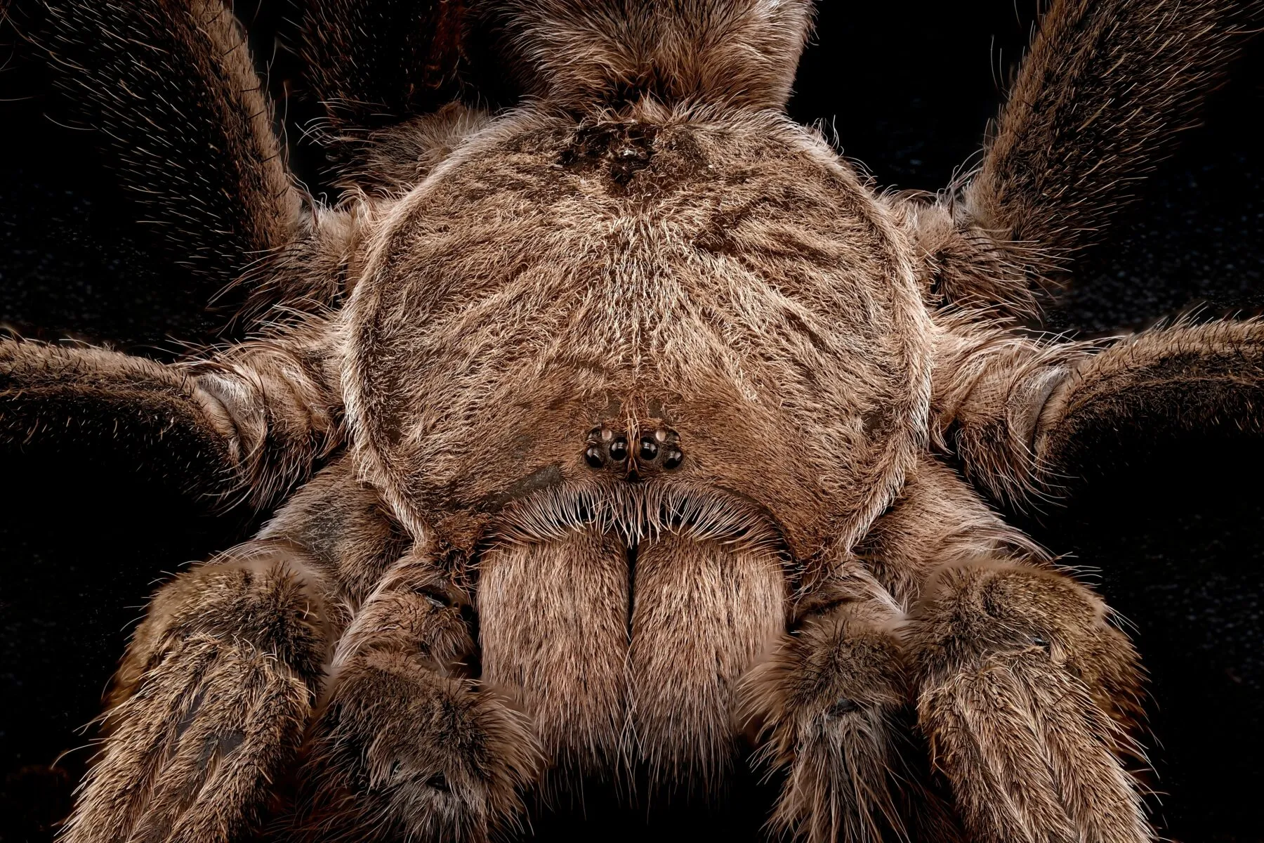 18755 australian tarantula habitat