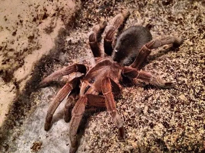 18755 australian tarantula overview