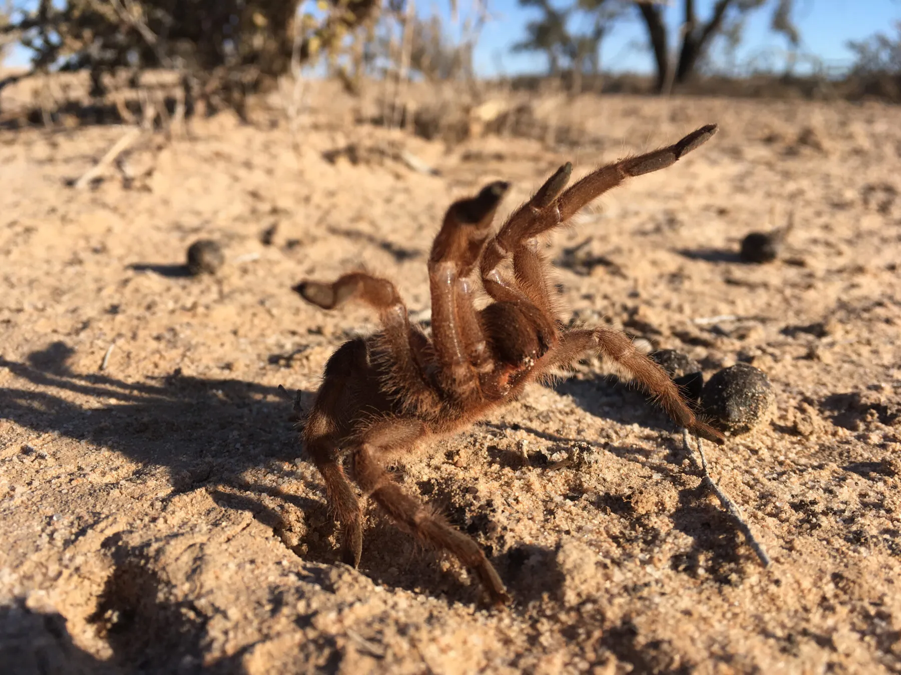 18755 tarantula venom