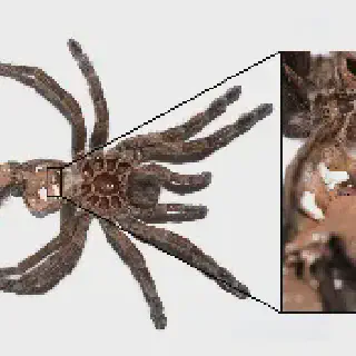 /img/18756-molting-tarantula-equipment.webp