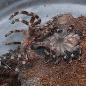 18756 molting tarantula photography
