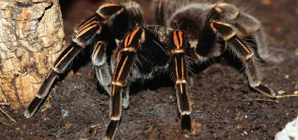 18756 molting tarantula process