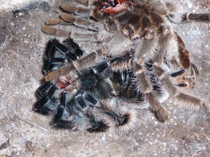 18756 molting tarantula view 1