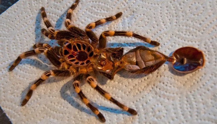 18756 molting tarantula view 2