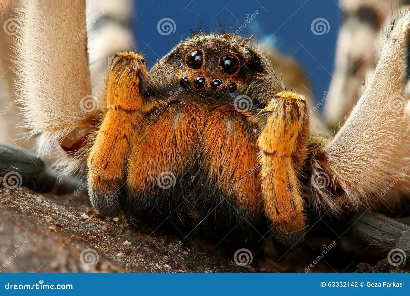 18757 brazilian wandering spider