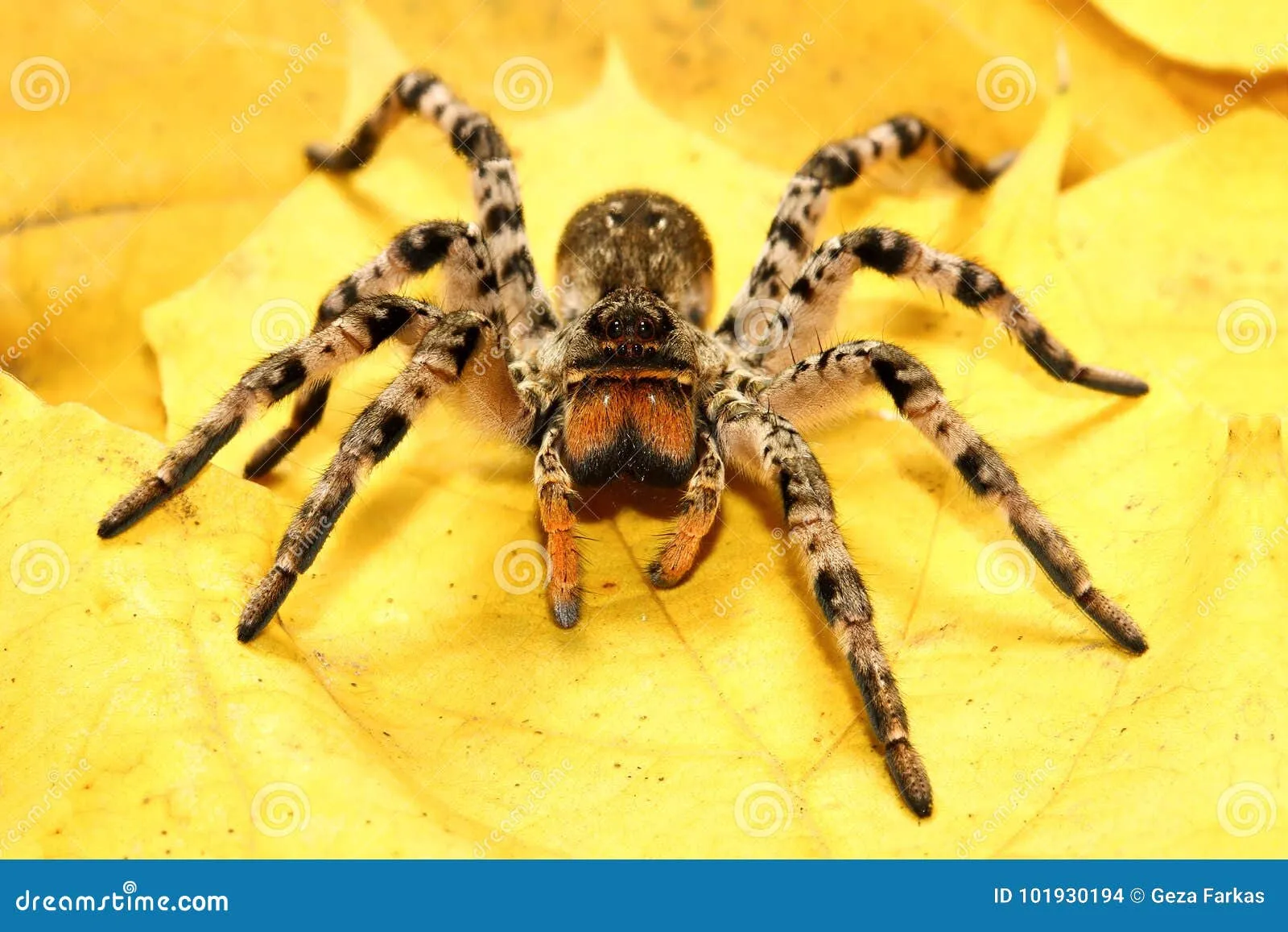18757 chinese bird spider