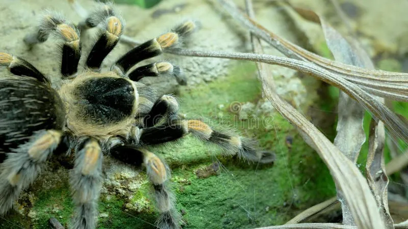 18757 red fang spider