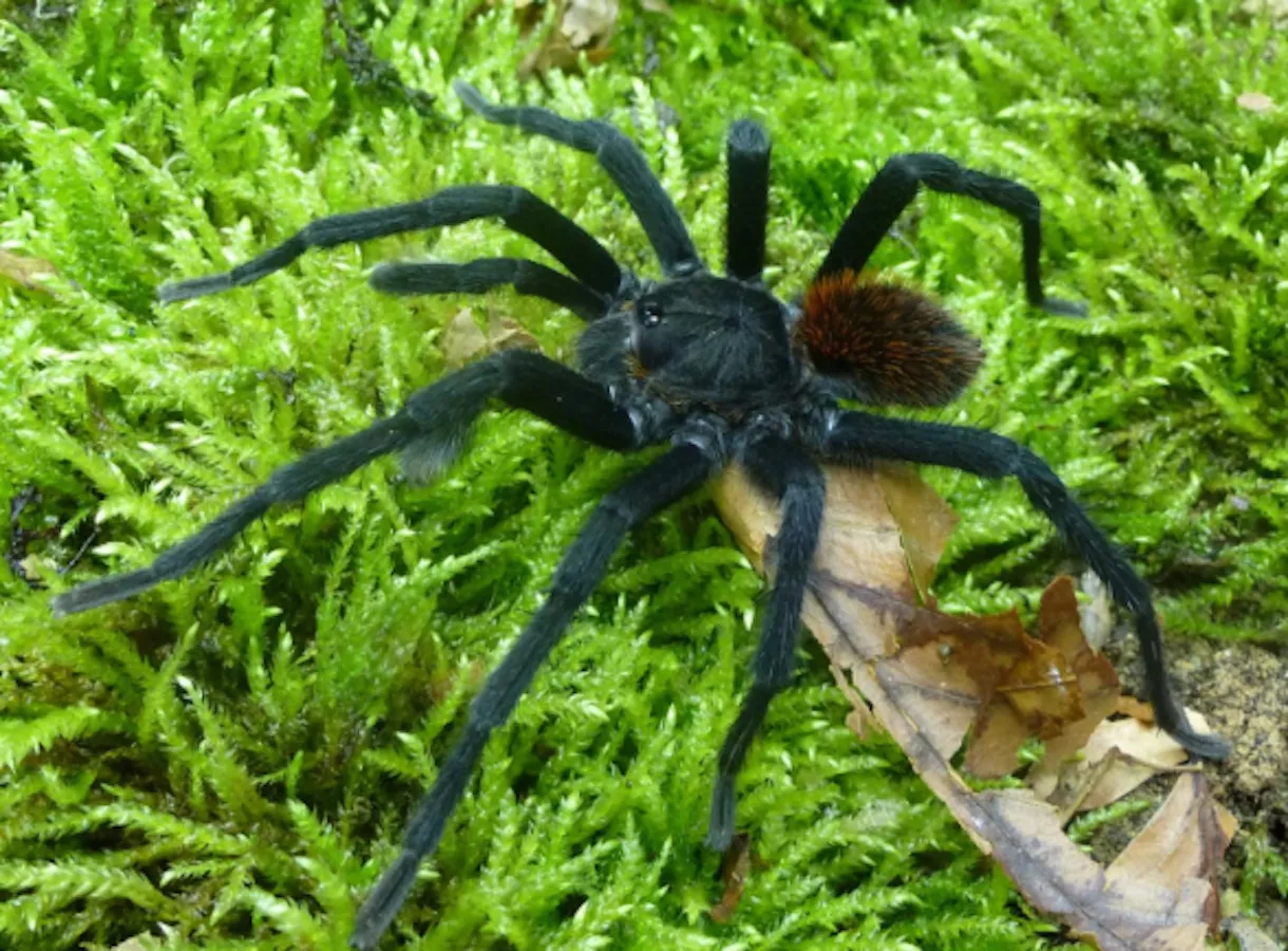 /img/18757-tarantula-bite.webp