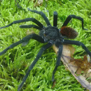 /img/18757-tarantula-bite.webp