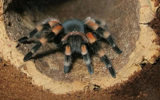 18757 tarantula handling