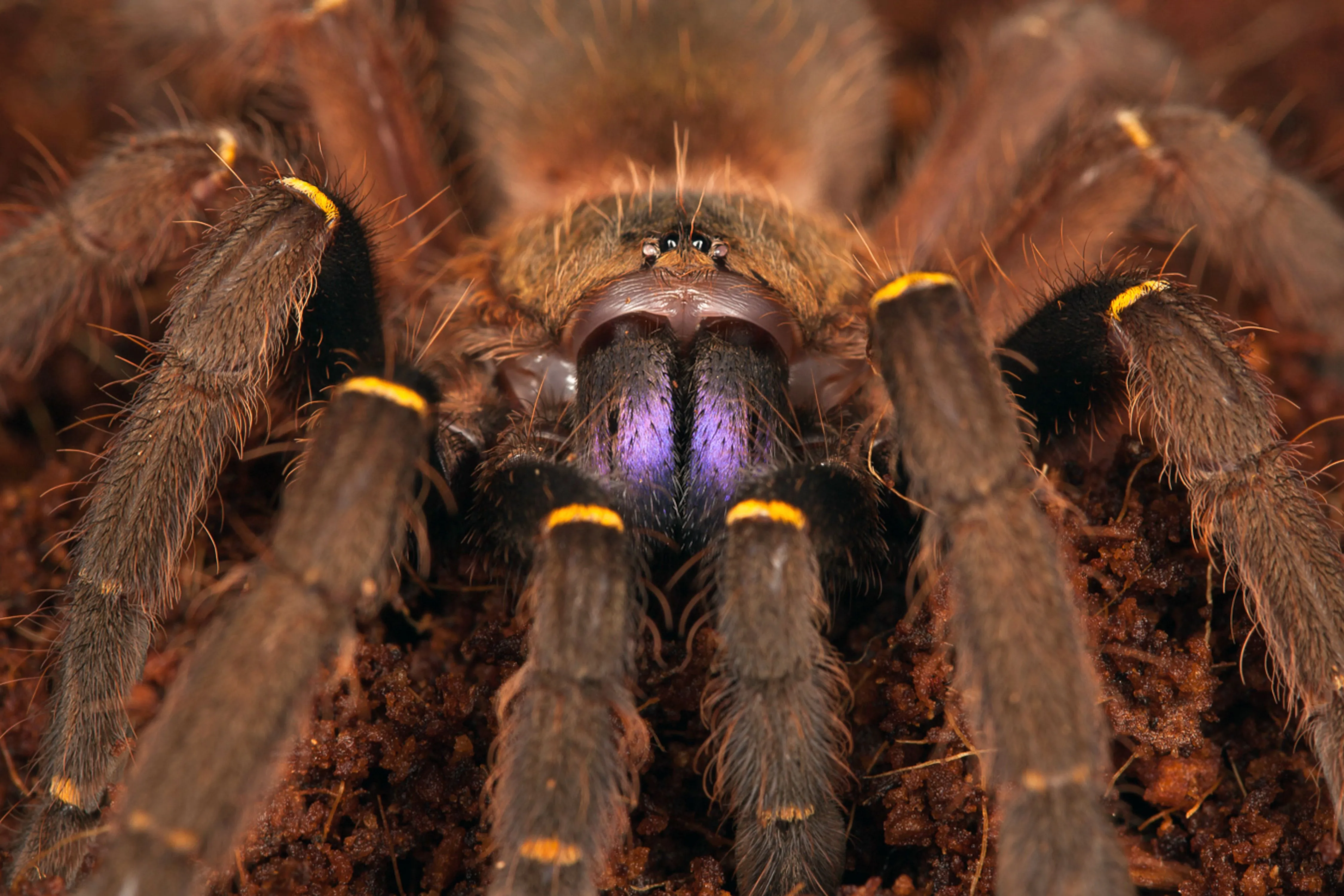 18757 tiger tarantula