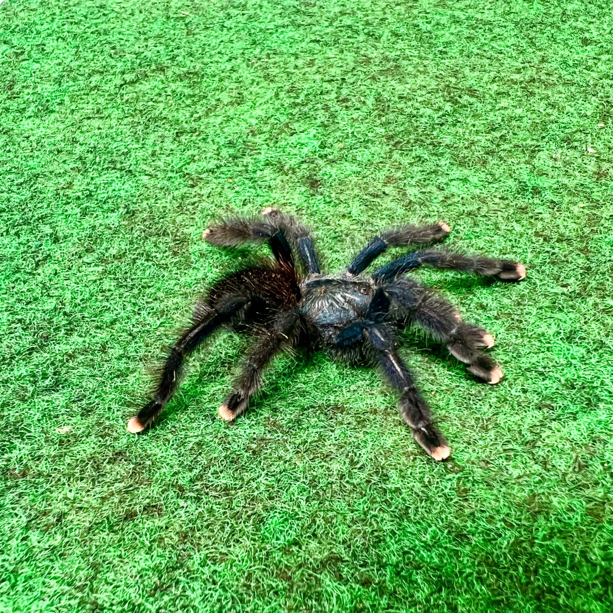18759 pink tarantula close up