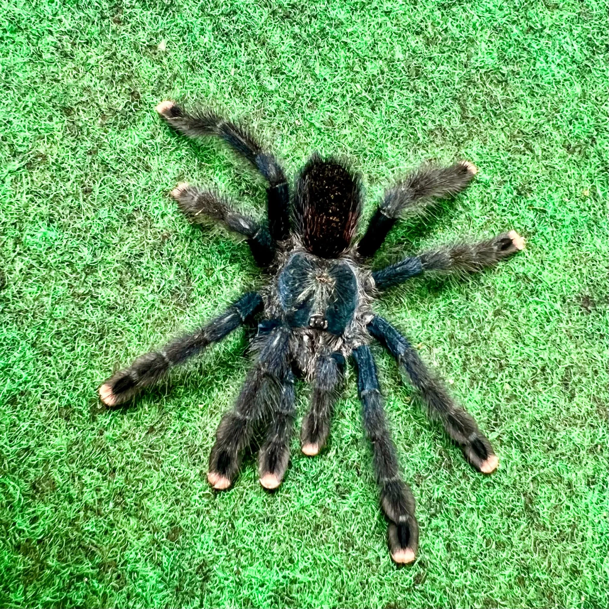 18759 pink tarantula habitat