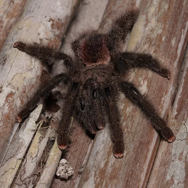 /img/18759-pink-tarantula-handling.webp