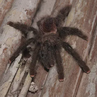 /img/18759-pink-tarantula-handling.webp