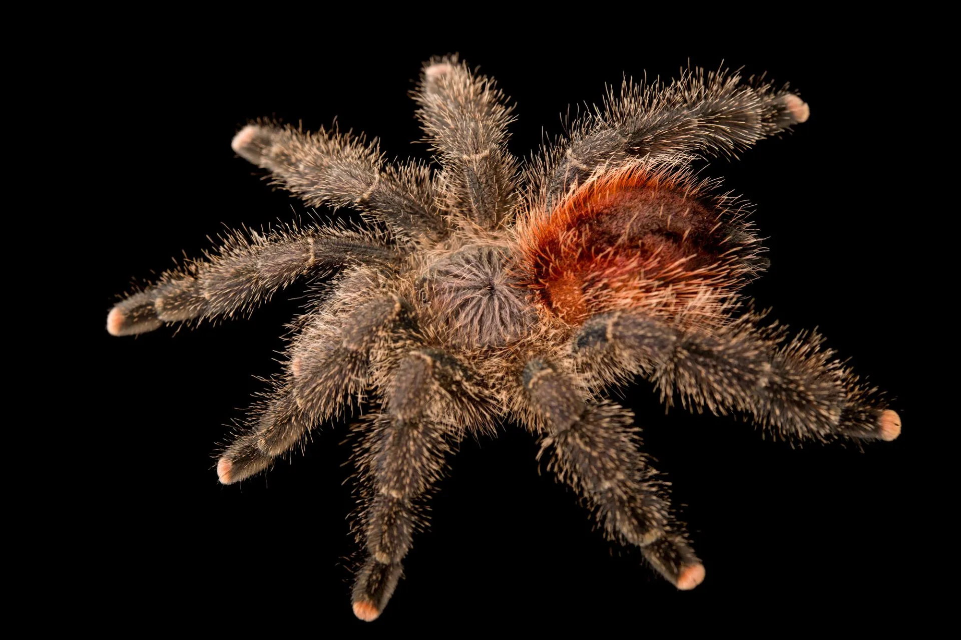 18759 tarantula enclosure