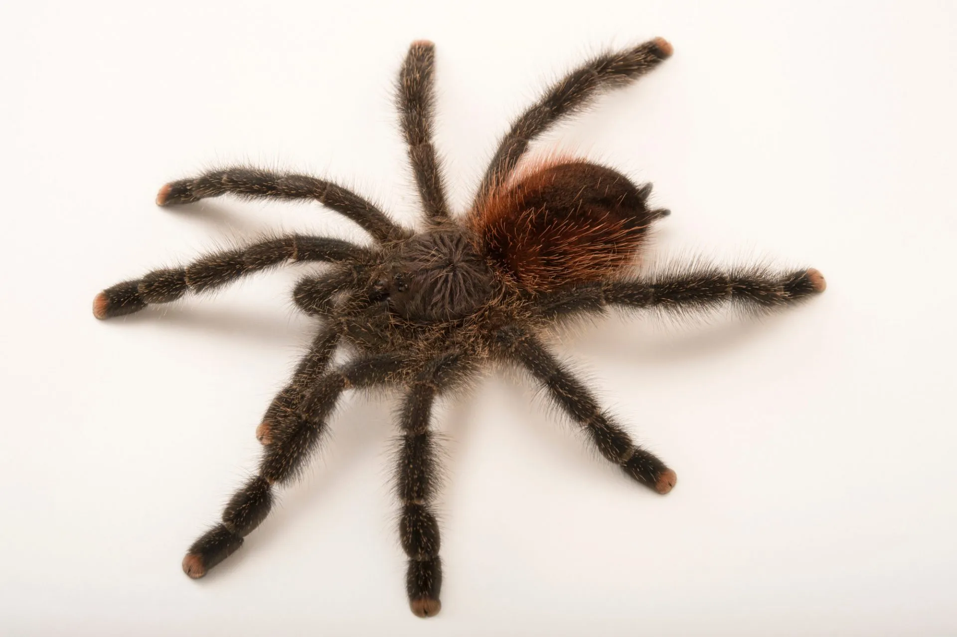 18759 tarantula feeding