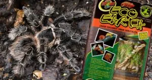 18761 tarantula enclosure setup