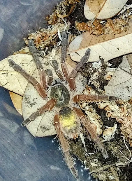 18765 emerald skeleton tarantula size1