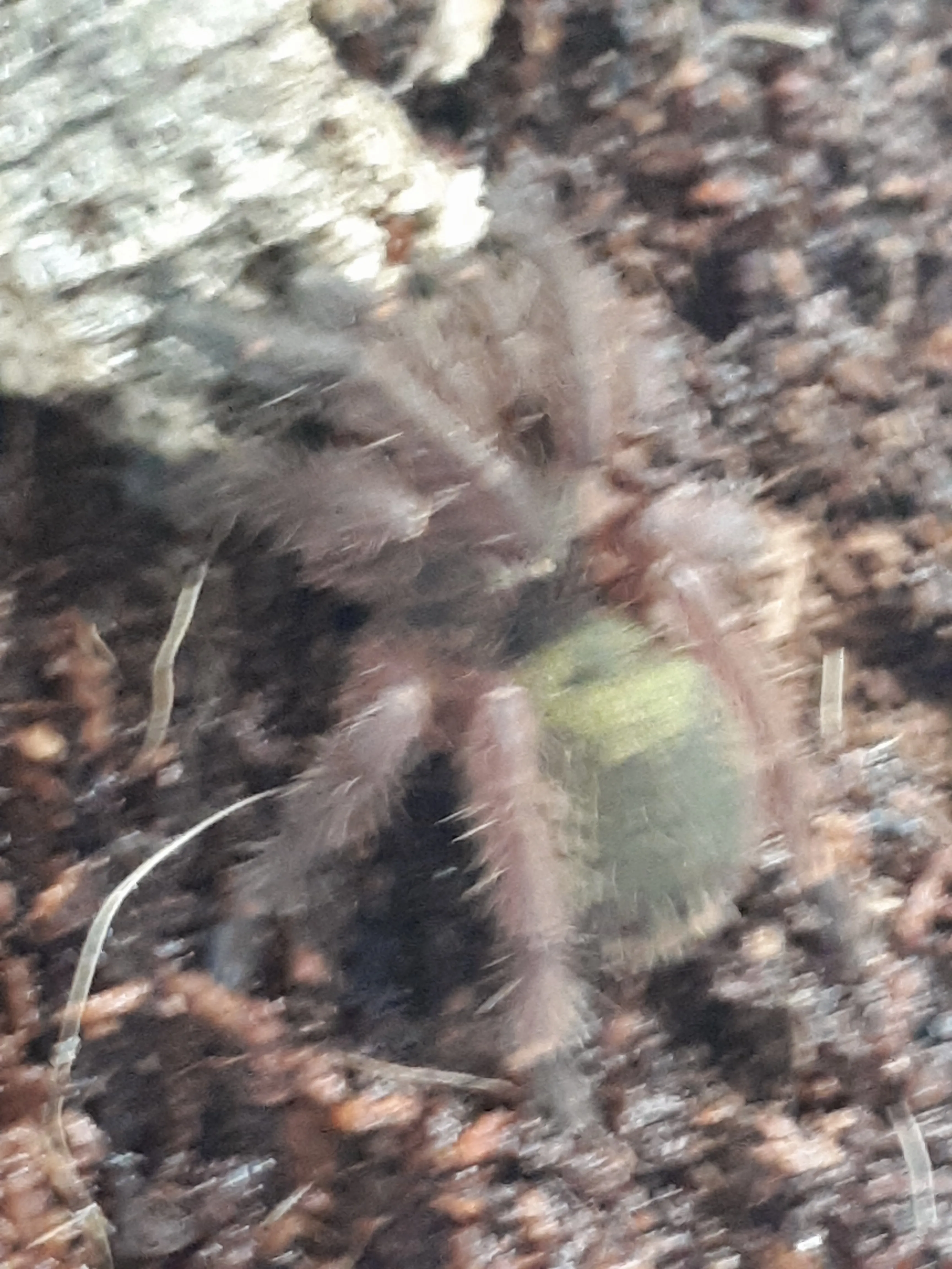 18765 emerald skeleton tarantula size2