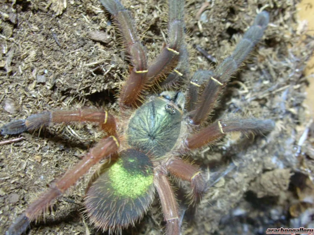 18765 emerald skeleton tarantula size3