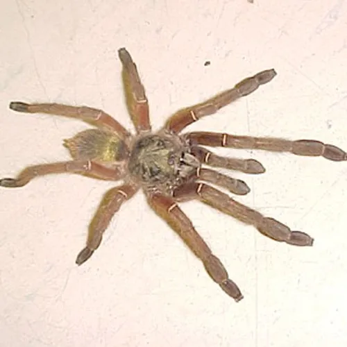 18765 emerald skeleton tarantula size4