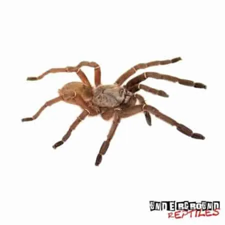 18765 emerald skeleton tarantula size5