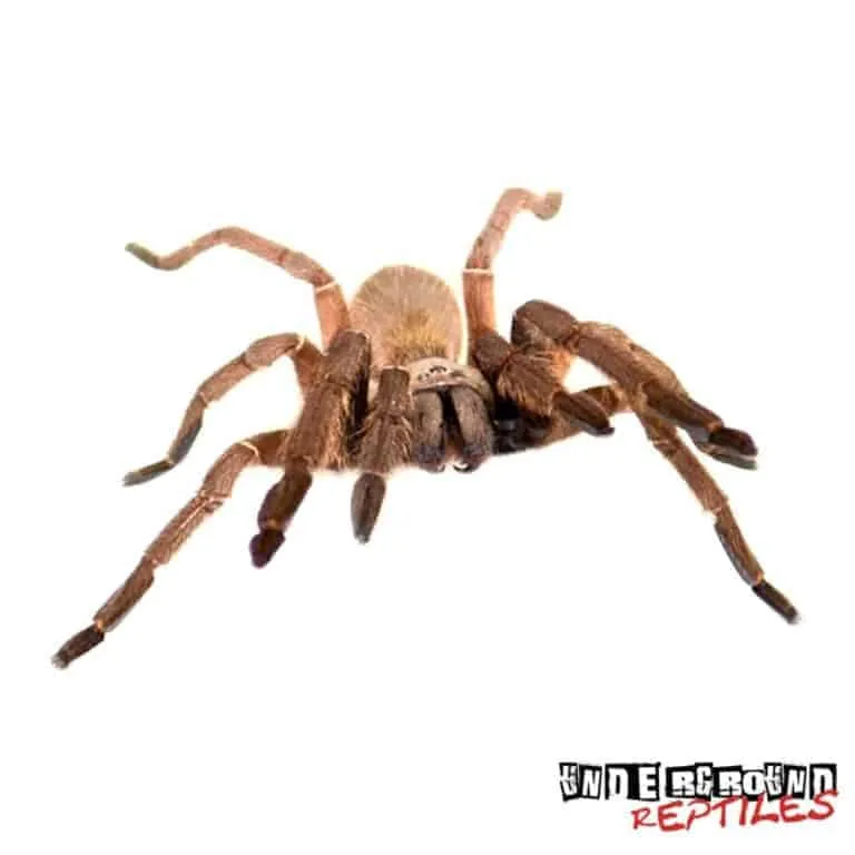 18765 emerald skeleton tarantula size6