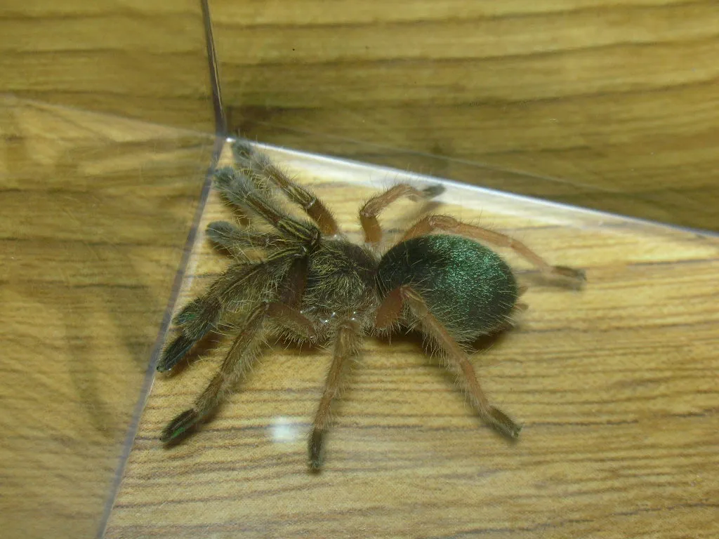 /img/18765-emerald-skeleton-tarantula-size7.webp