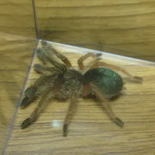 /img/18765-emerald-skeleton-tarantula-size7.webp
