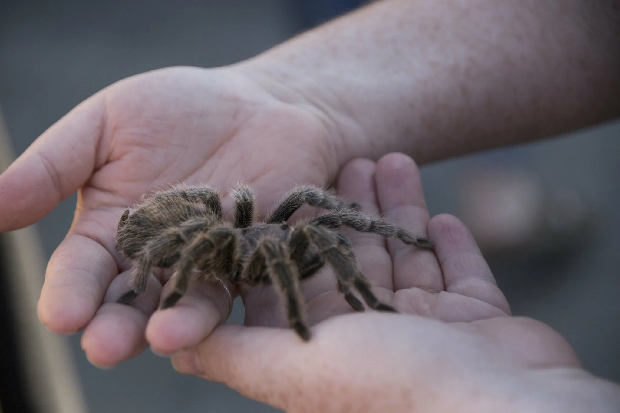 18776 tarantula care guide