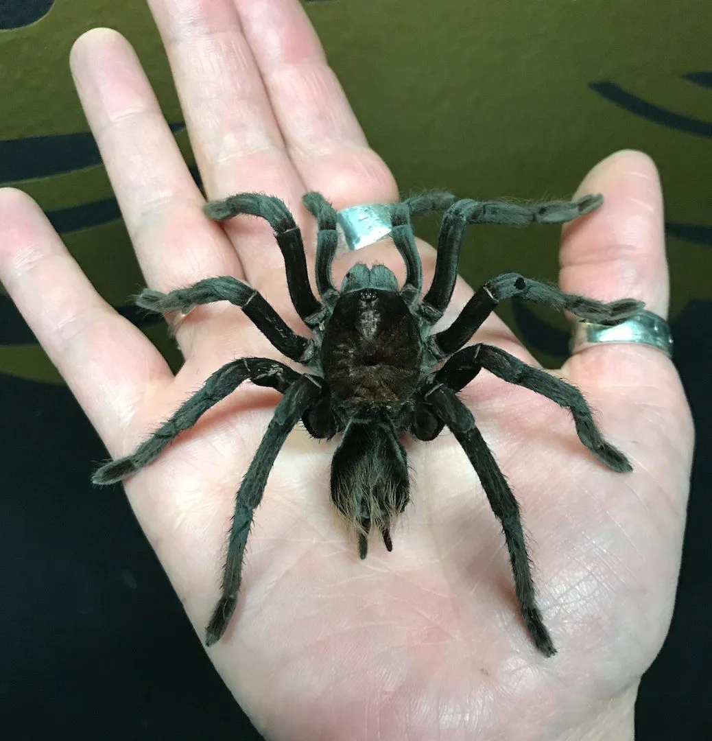 18776 tarantula handling