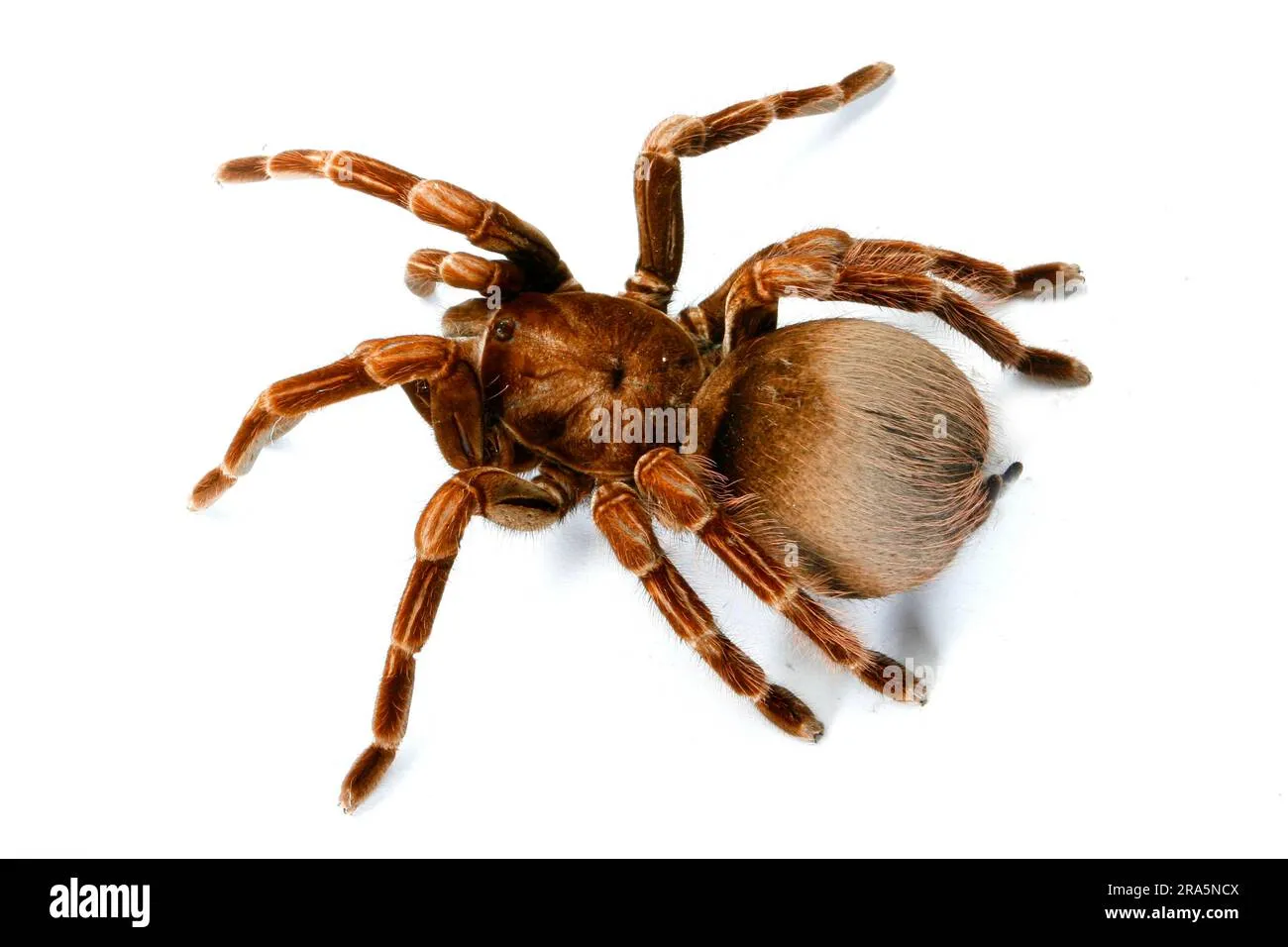 18776 tarantula molting