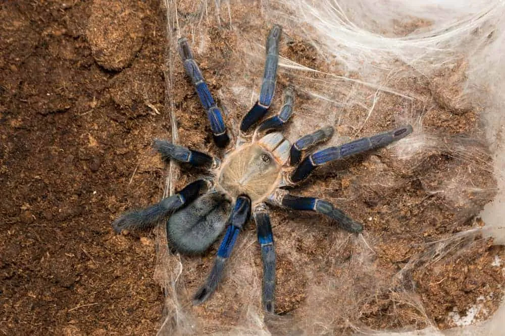 18778 cobalt blue tarantula eating cricket
