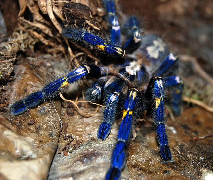 /img/18778-cobalt-blue-tarantula-molting.webp