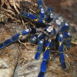 /img/18778-cobalt-blue-tarantula-molting.webp