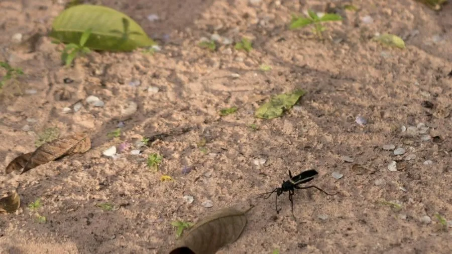 /img/18781-tarantula-hawk-eating.webp
