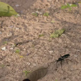 /img/18781-tarantula-hawk-eating.webp