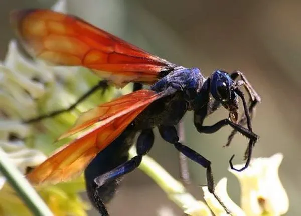 18781 tarantula hawk habitat
