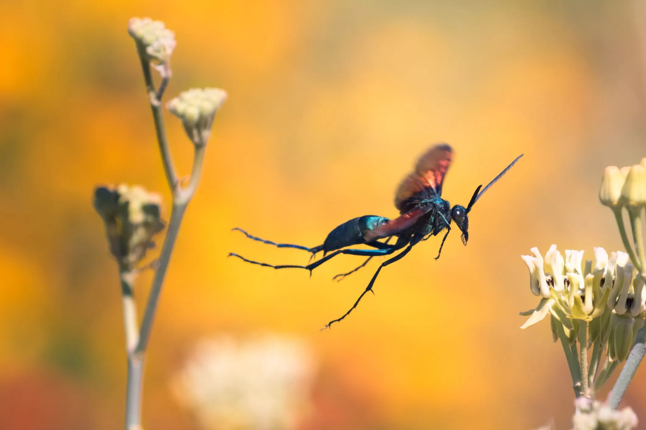 18781 tarantula hawk hunting